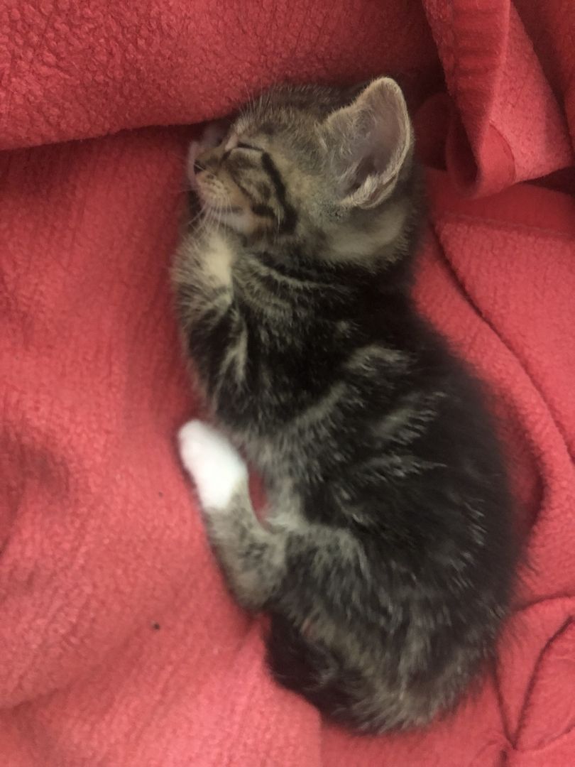 4 EKH KITTEN ABZUGEBEN