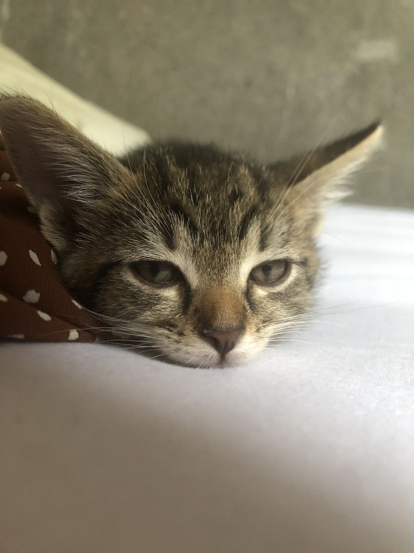 4 EKH KITTEN ABZUGEBEN