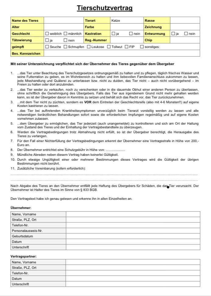 4 EKH KITTEN ABZUGEBEN