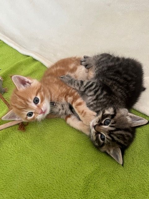 Maine Coon mix Kitten im Doppelpack (stubenrein)