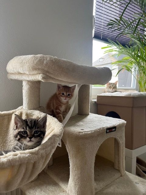 Maine Coon mix Kitten im Doppelpack (stubenrein)