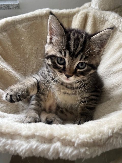 Maine Coon mix Kitten im Doppelpack (stubenrein)