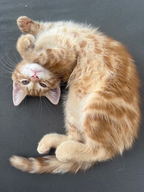 Maine Coon mix Kitten im Doppelpack (stubenrein)