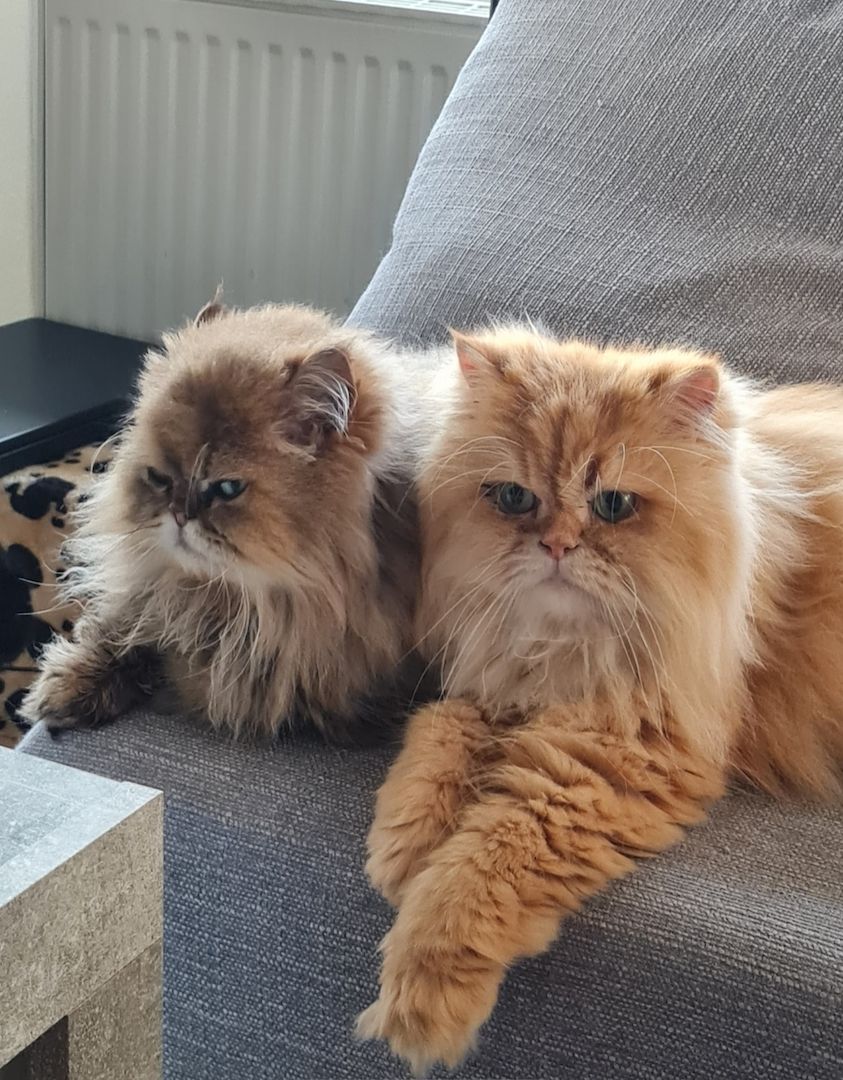 2 Perser 2 Perser