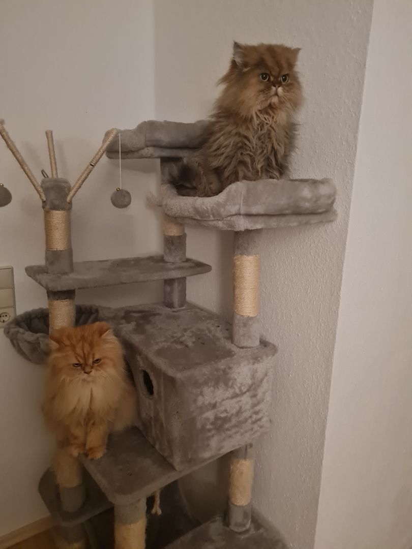 2 Perser 2 Perser