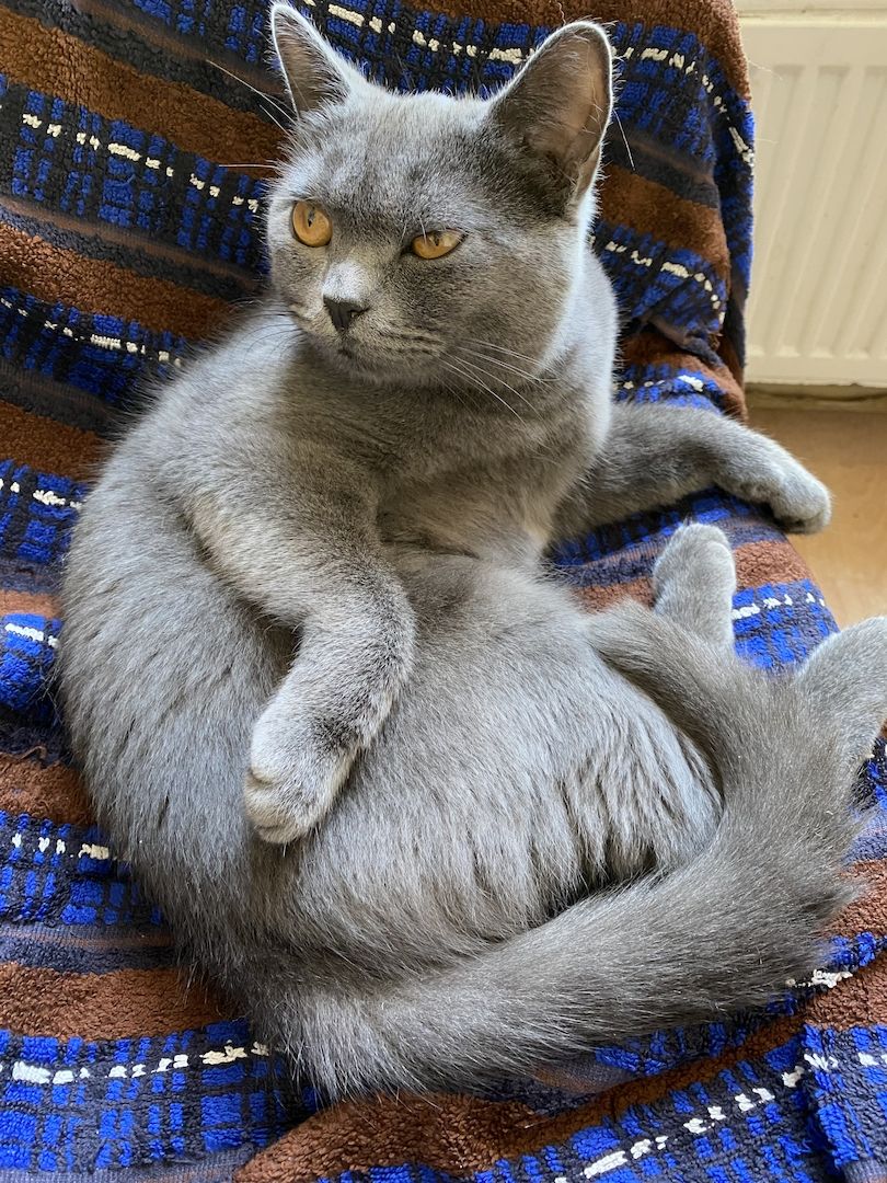 BKH Katze, 10 Monate alt, geimpft, kastriert, dunkelblau, Impfpass 