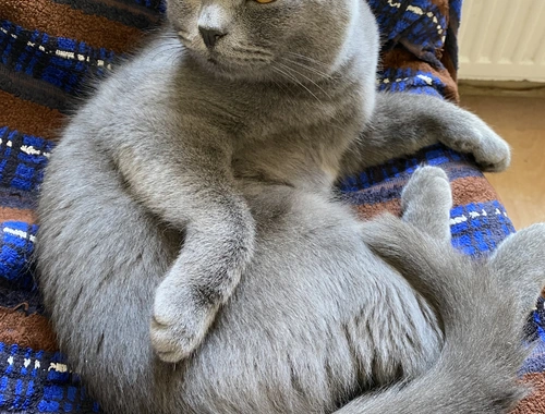 BKH Katze, 10 Monate alt, geimpft, kastriert, dunkelblau, Impfpass 