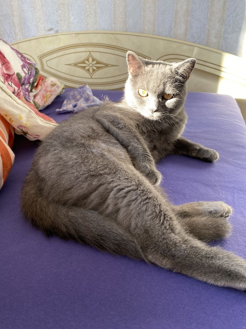 BKH Katze, 10 Monate alt, geimpft, kastriert, dunkelblau, Impfpass 