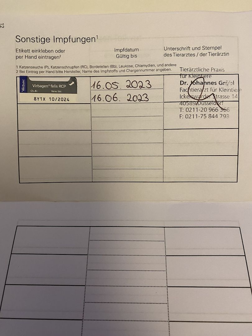 BKH Katze, 10 Monate alt, geimpft, kastriert, dunkelblau, Impfpass 