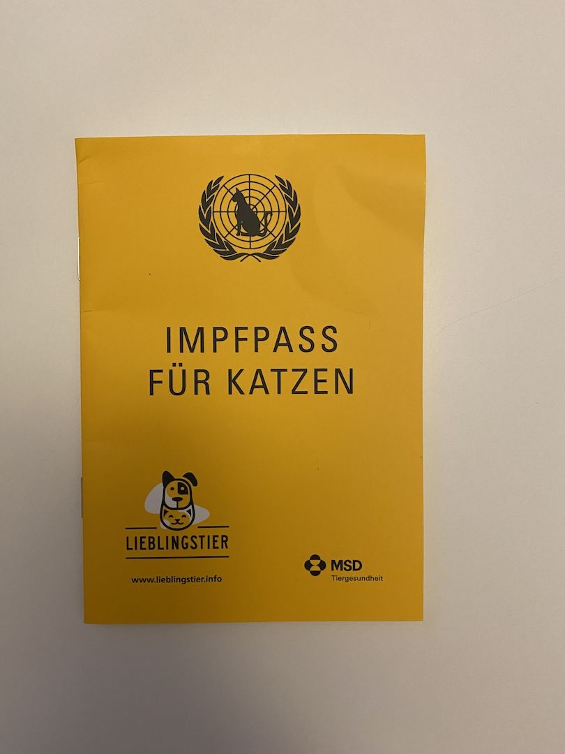 BKH Katze, 10 Monate alt, geimpft, kastriert, dunkelblau, Impfpass 