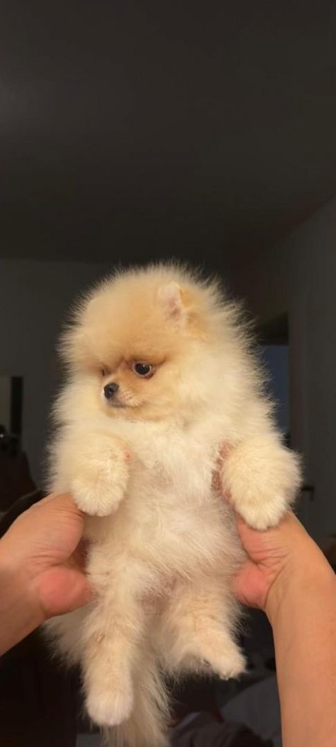Ultra mini Pomeranian