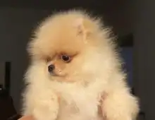 Ultra mini Pomeranian