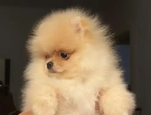 Ultra mini Pomeranian