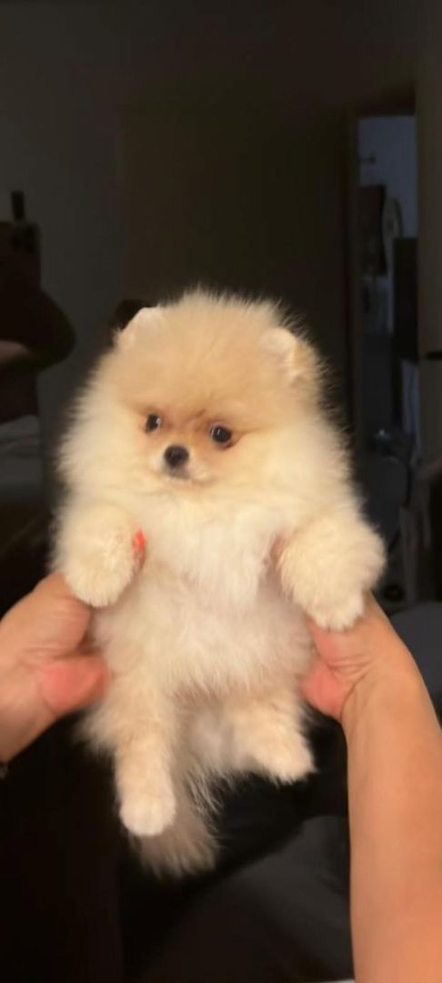 Ultra mini Pomeranian