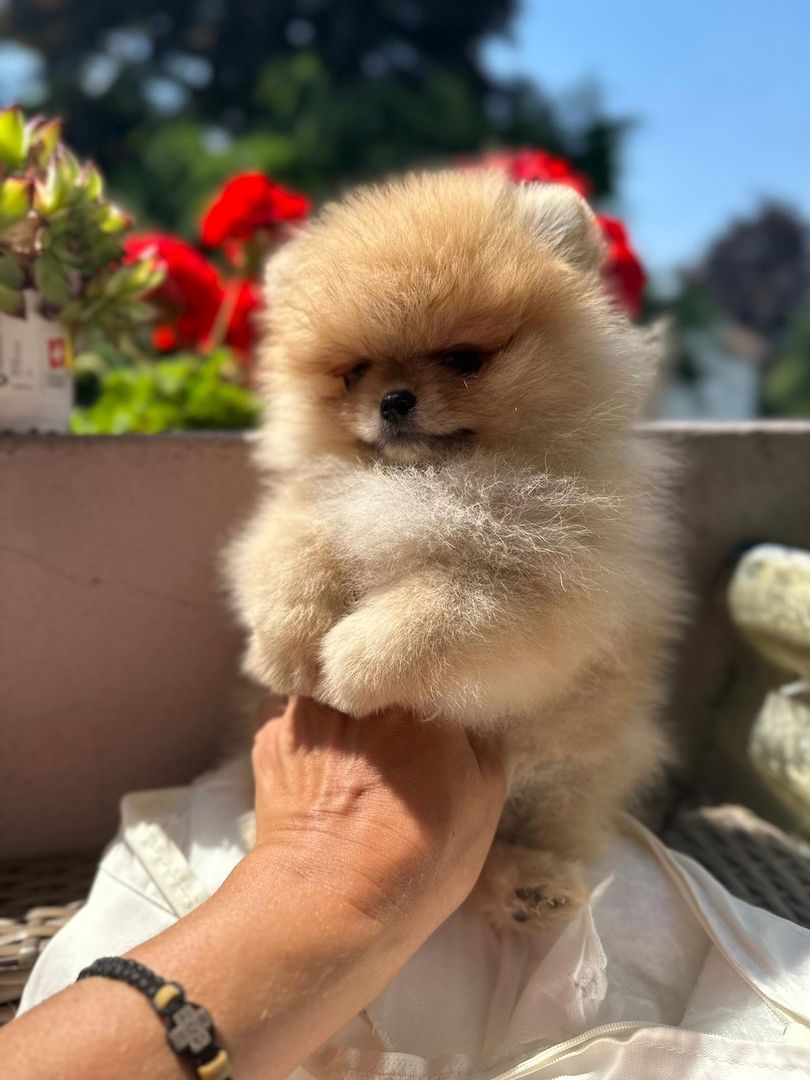 Ultra Mini Pomeranian