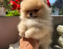 Ultra Mini Pomeranian