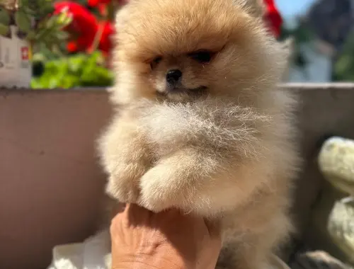 Ultra Mini Pomeranian