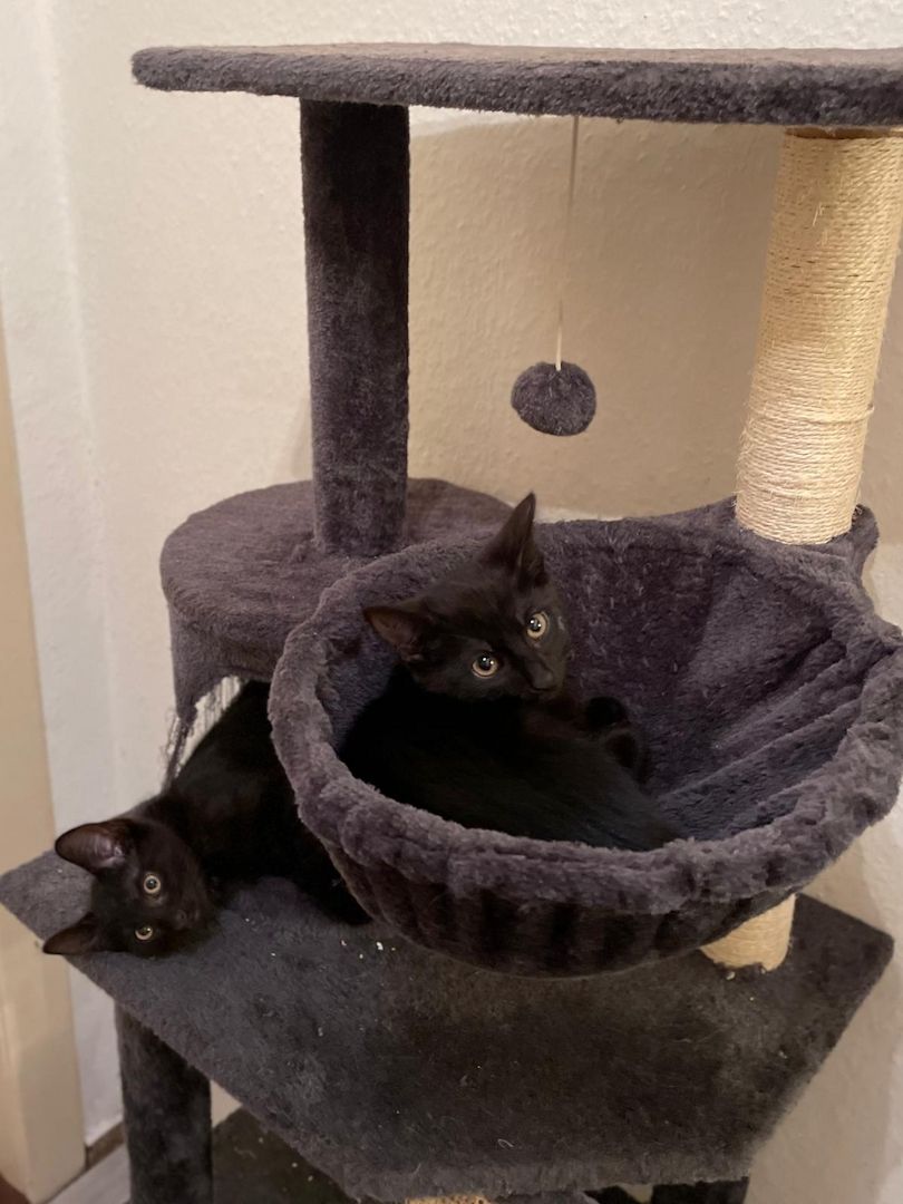 3 wunderschöne Kitten