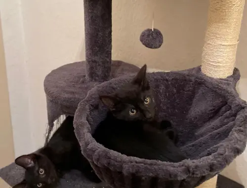 3 wunderschöne Kitten