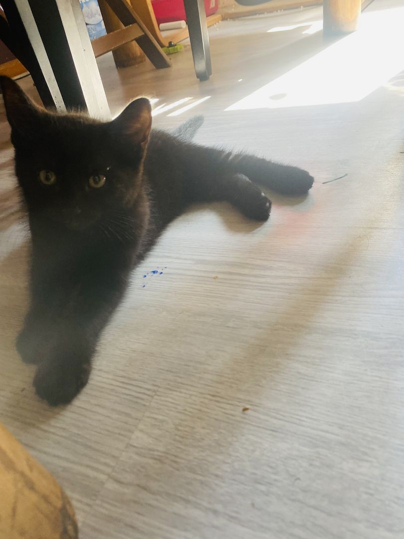 3 wunderschöne Kitten