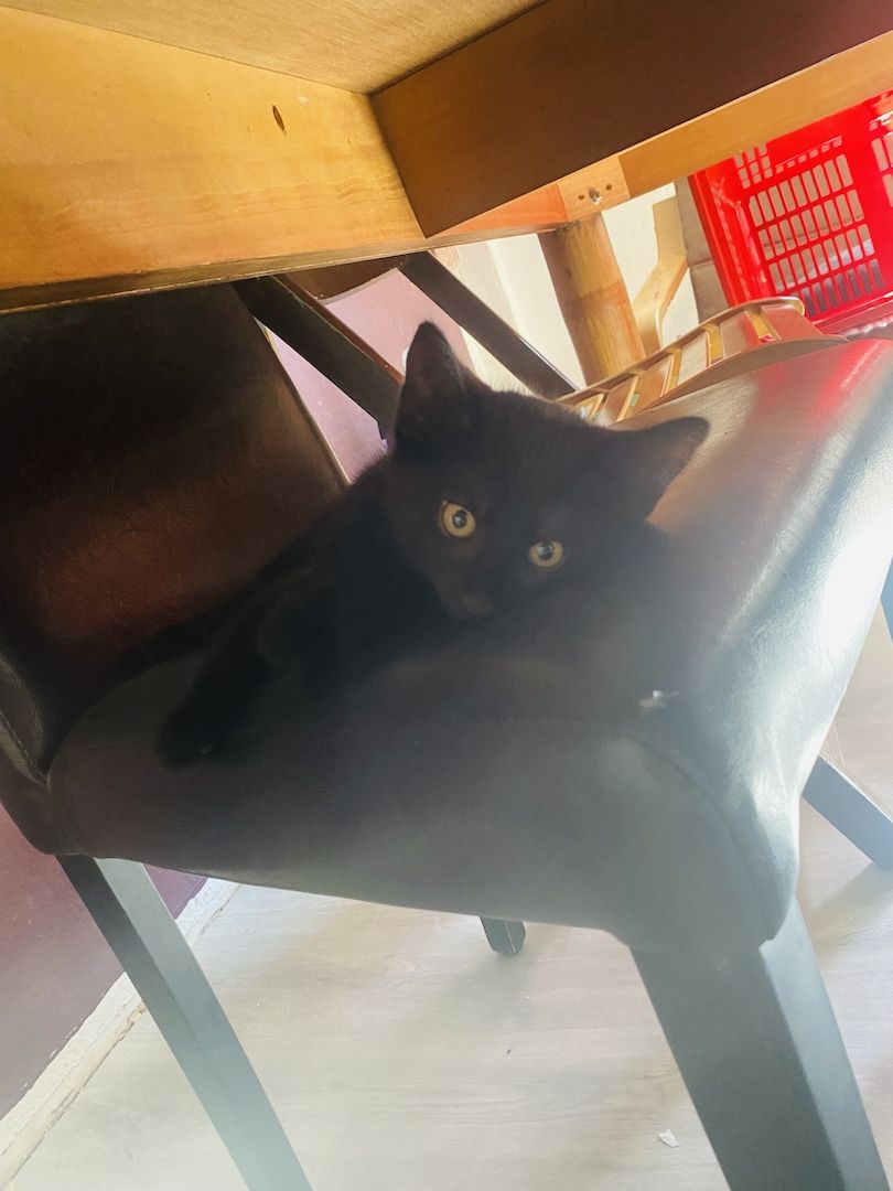 3 wunderschöne Kitten