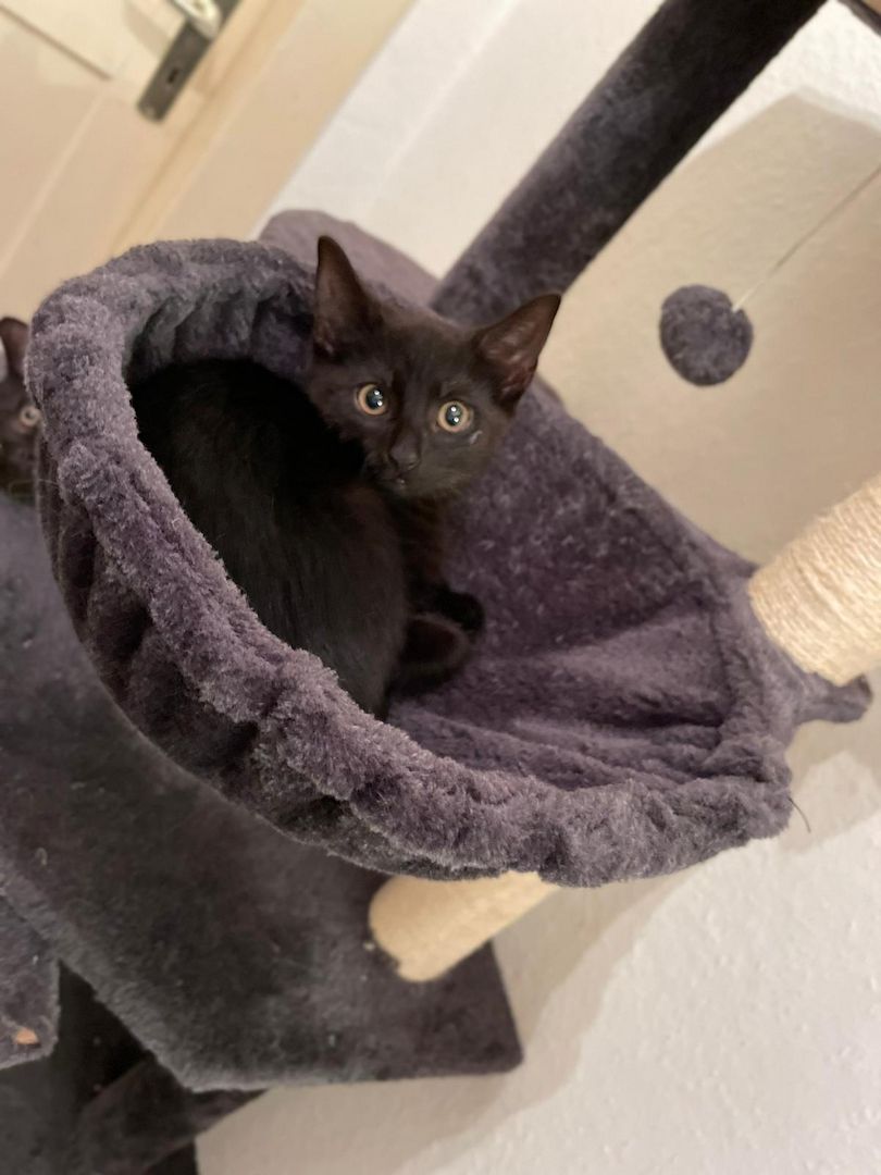 3 wunderschöne Kitten