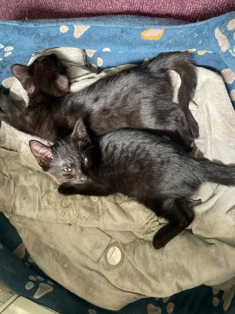 3 wunderschöne Kitten
