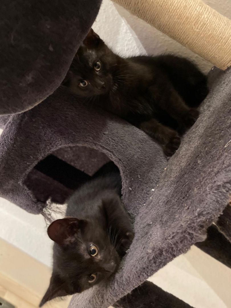 3 wunderschöne Kitten