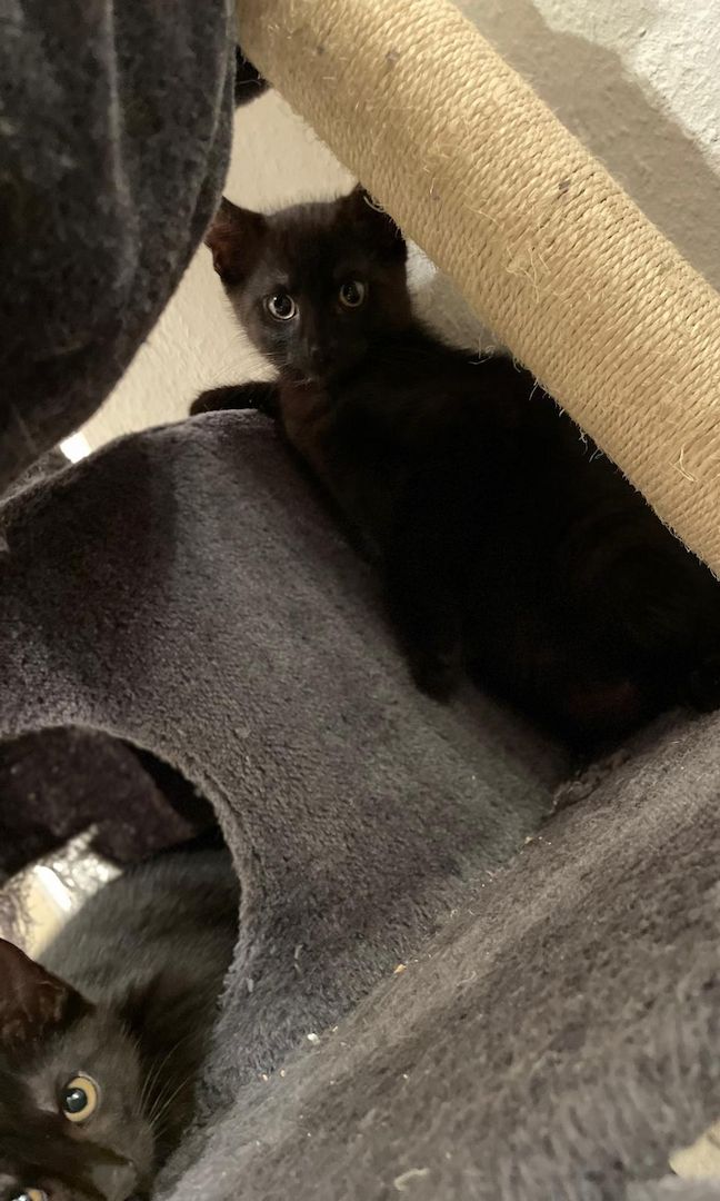 3 wunderschöne Kitten