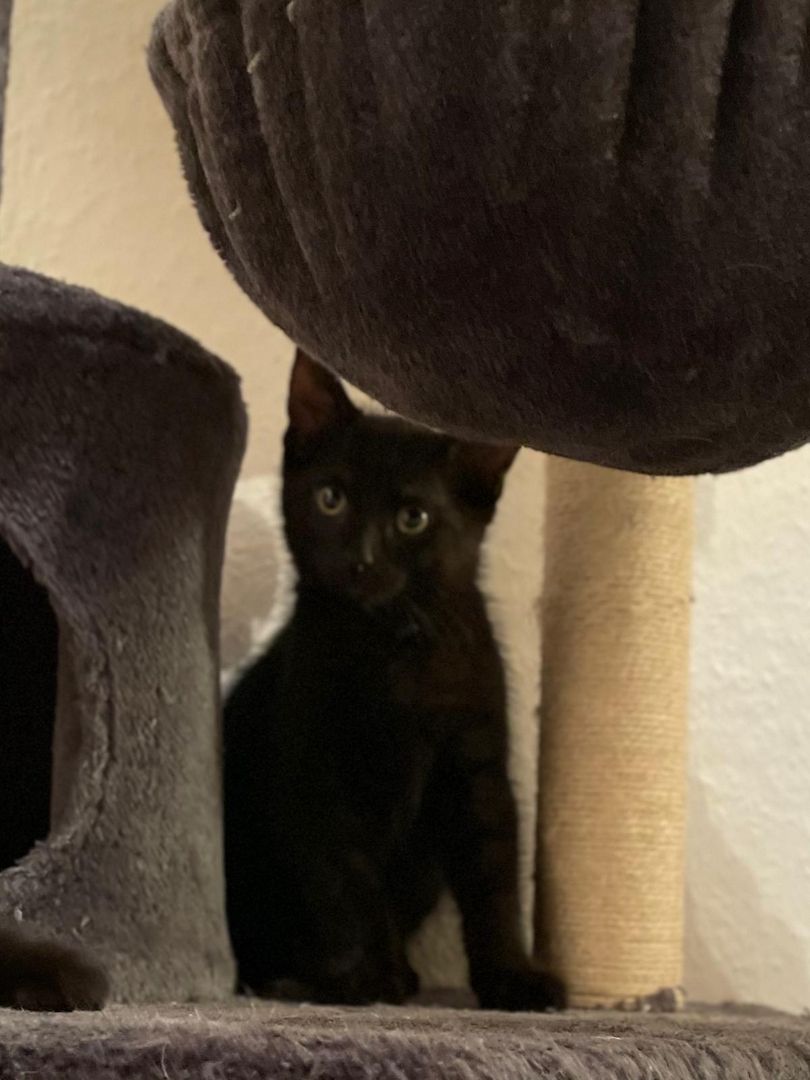 3 wunderschöne Kitten