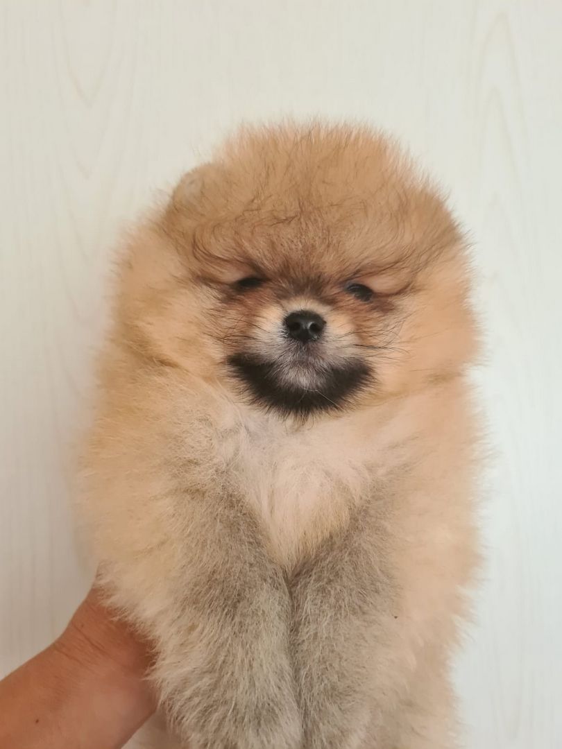 ultra mini Pomeranian