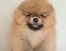 ultra mini Pomeranian