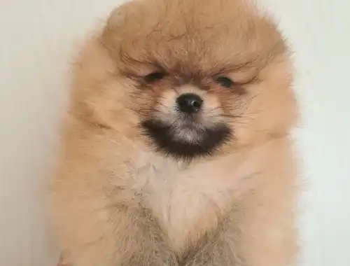 ultra mini Pomeranian