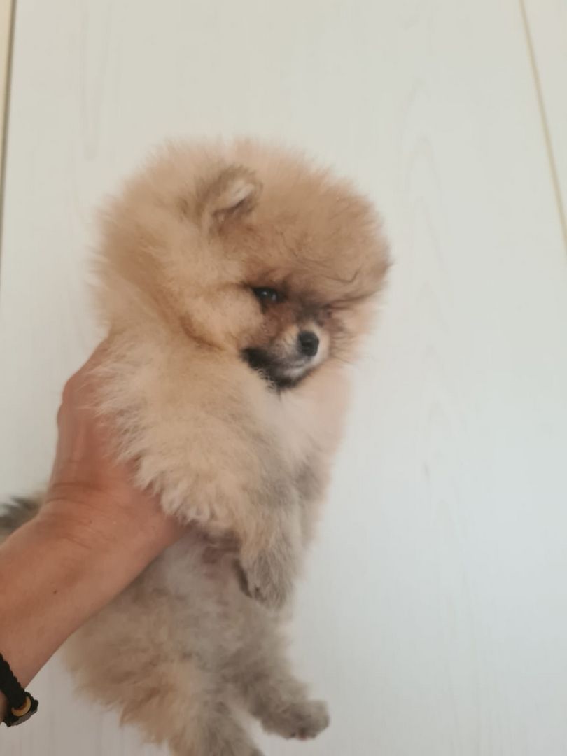 ultra mini Pomeranian