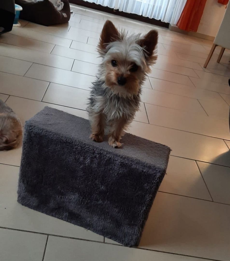 Yorkshire Terrier - Finja - 1 Jahr alt - reinrassig