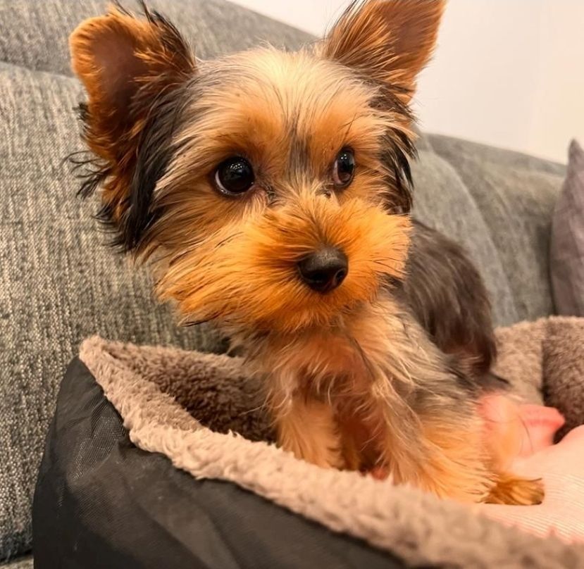Yorkshire Terrier - Bruno - 1 Jahr - reinrassig