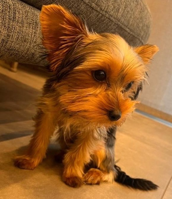Yorkshire Terrier - Bruno - 1 Jahr - reinrassig