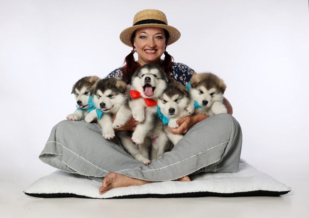 Alaskan  Malamute Welpe