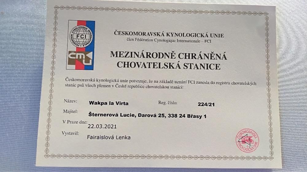 Alaskan  Malamute Welpe