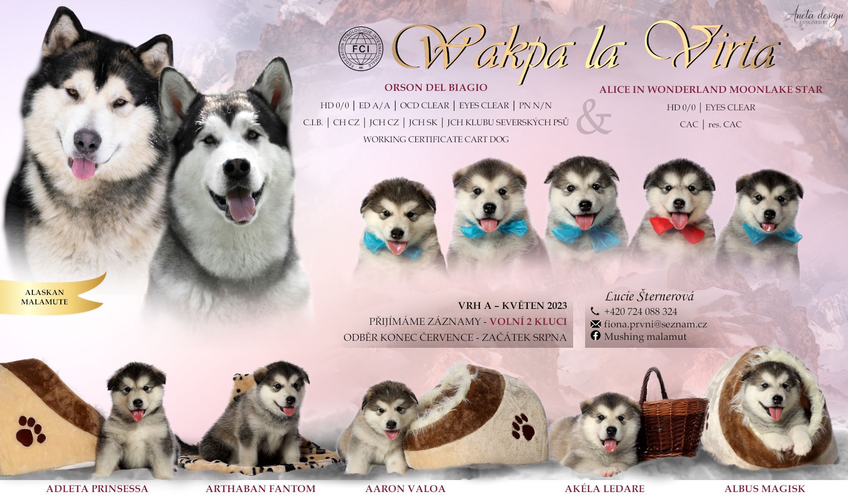 Alaskan  Malamute Welpe
