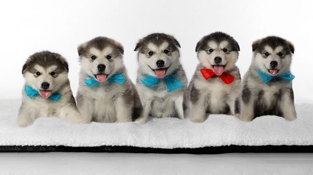 Alaskan  Malamute Welpe