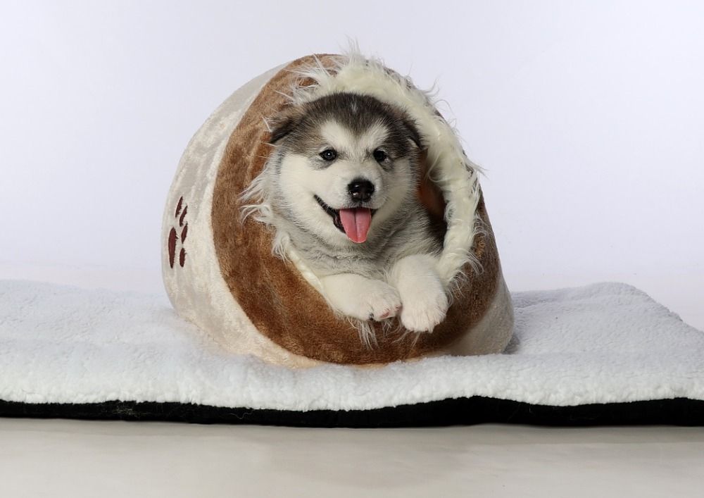 Alaskan  Malamute Welpe