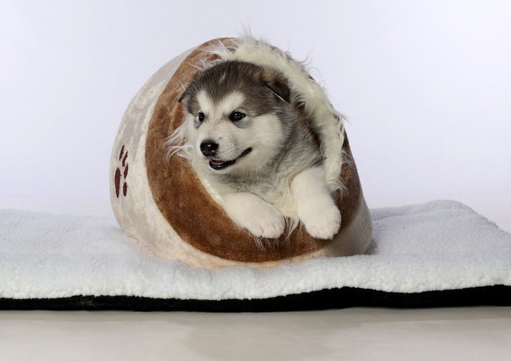 Alaskan  Malamute Welpe