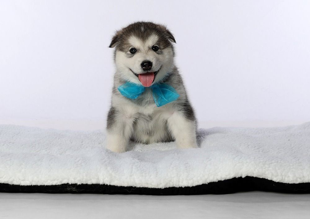 Alaskan  Malamute Welpe