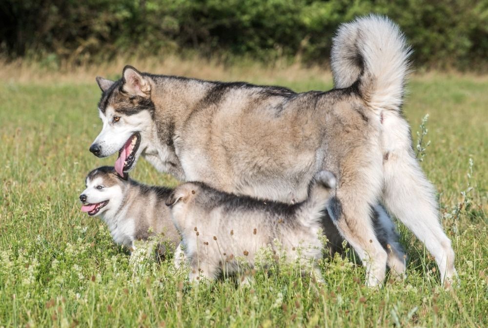 Alaskan  Malamute Welpe