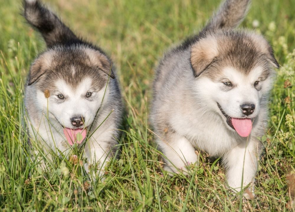 Alaskan  Malamute Welpe