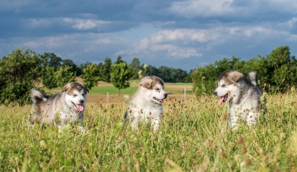 Alaskan  Malamute Welpe