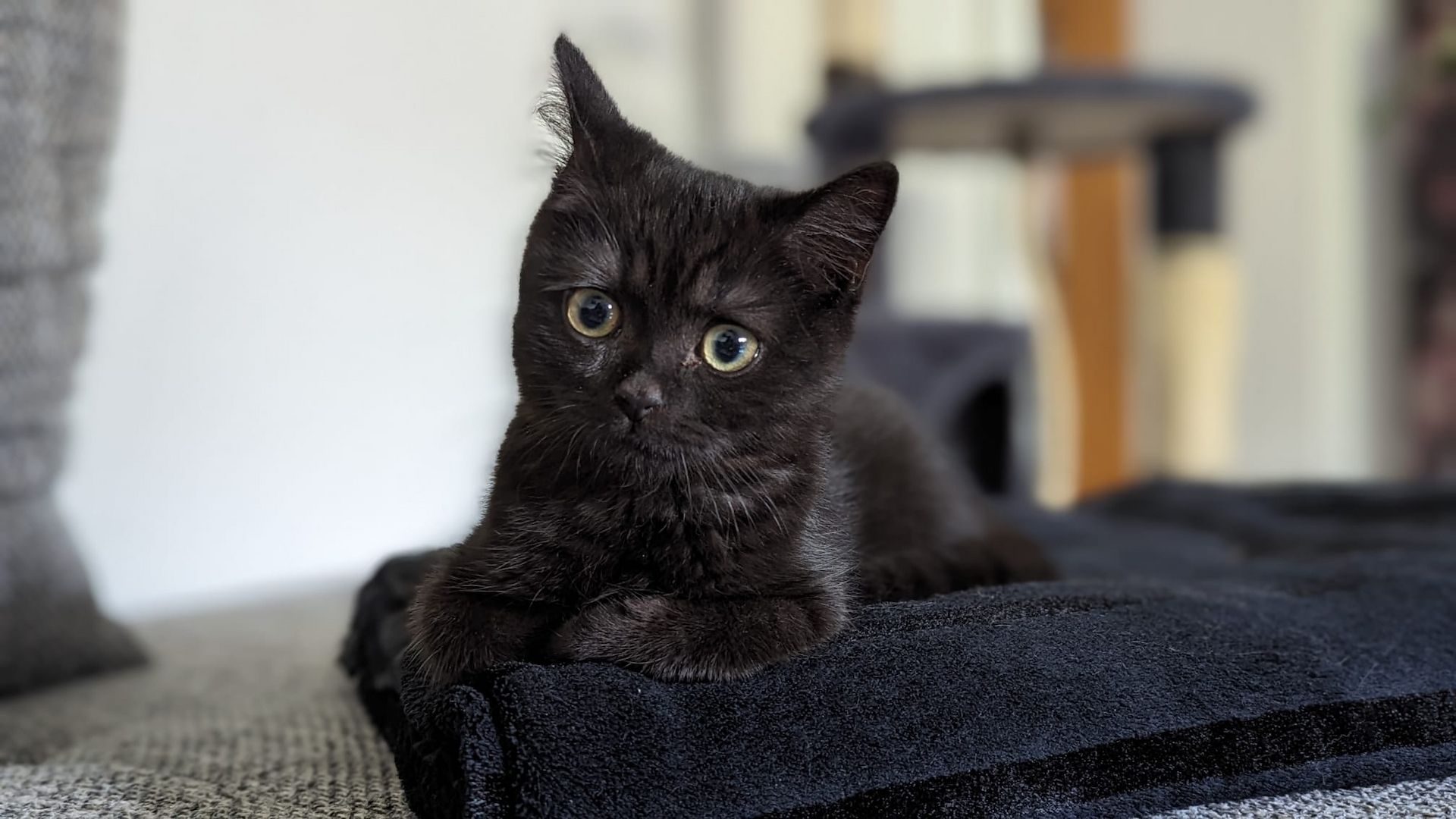 BKH Katze, Britisch Kurzhaar Katze