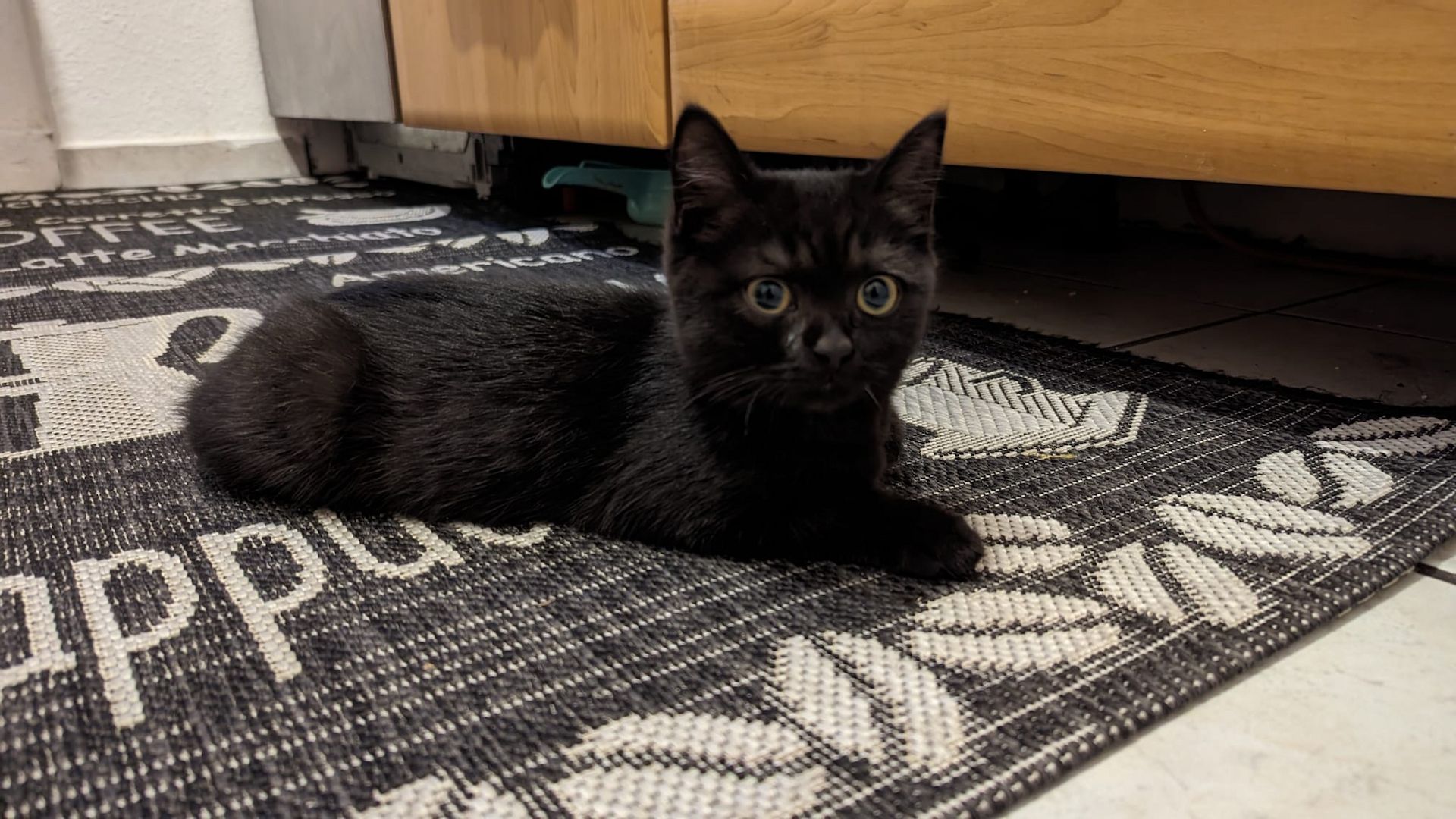 BKH Katze, Britisch Kurzhaar Katze