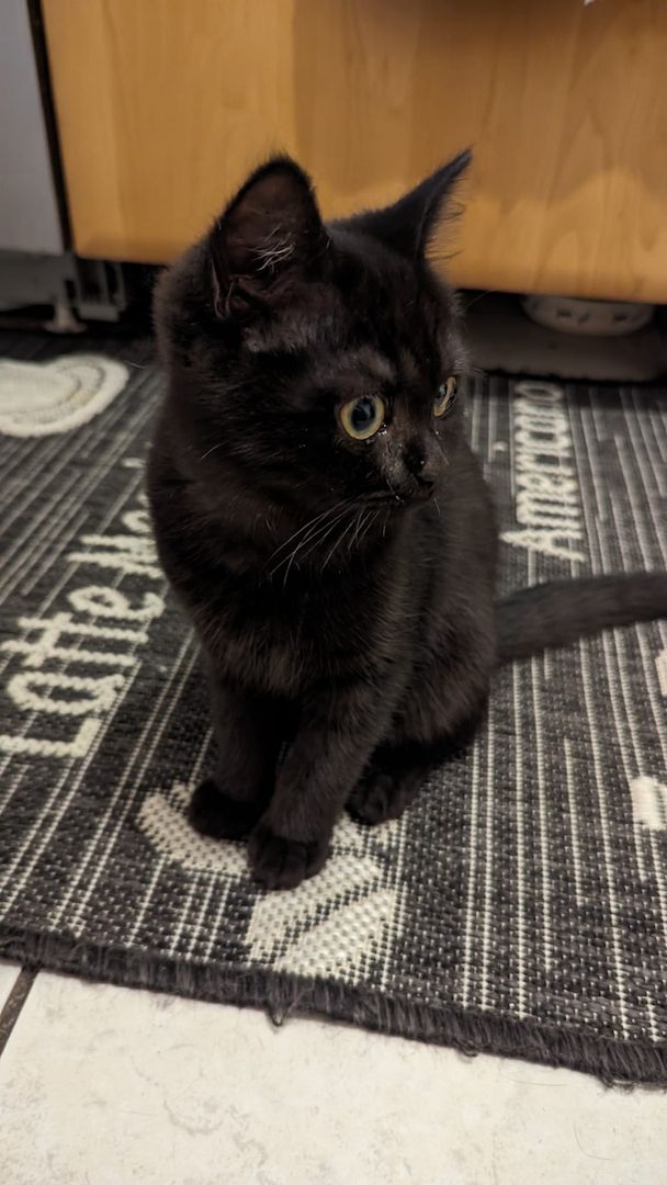 BKH Katze, Britisch Kurzhaar Katze